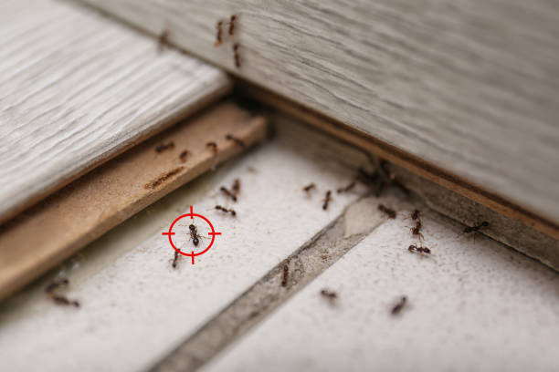 Best Wasp Removal Services  in Penns Grove, NJ